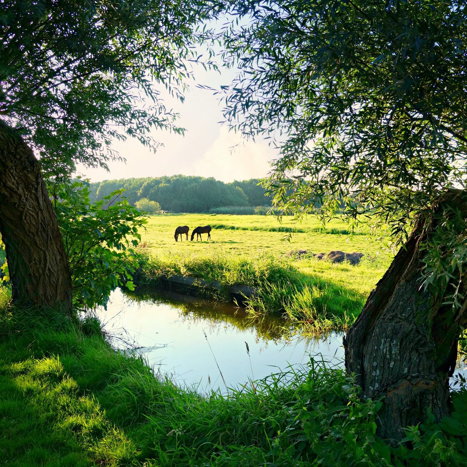 pexels mabel amber 141978 scaled