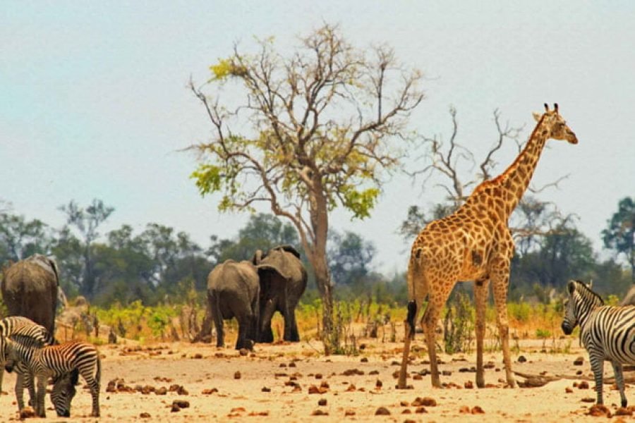 Hwange National Park Day Trip From Victoria Falls | Zimbabwe