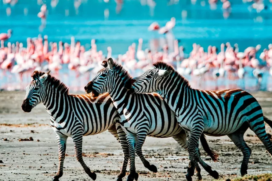 a group of zebras running on a beach