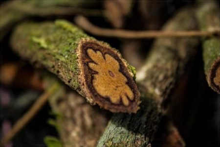 Ayahuasca Three Days – Peru