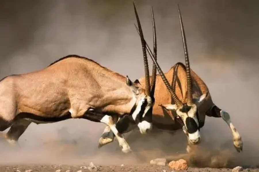 Victoria Falls, Safari Days & Giant Dunes | Zimbabwe, Botswana & Namibia