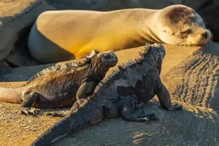 Amazon & Island Hopping in Galapagos | Ecuador