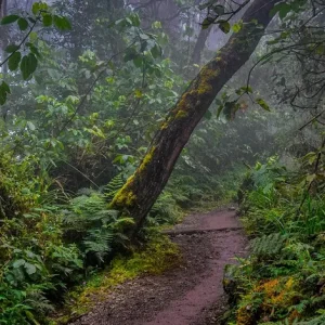 Tanzania Safari Tour: Kilimanjaro Hike