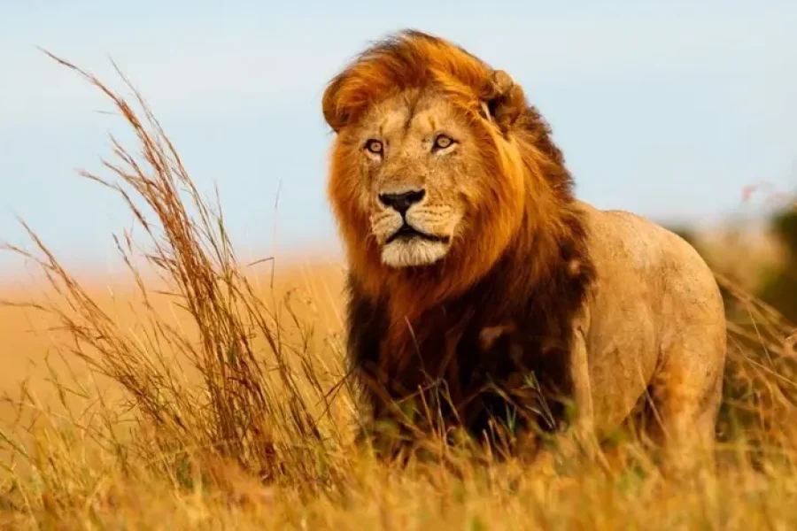 12 Day South Africa and Mozambique Tour