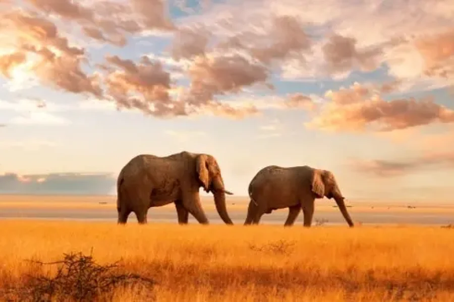 Wildlife Safari from Nairobi | Nyahururu Kenya