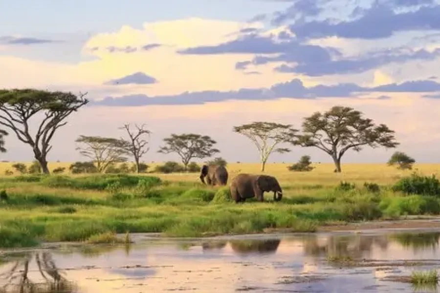 Serengeti, Ngorongoro & Tarangire Safari | Tanzania