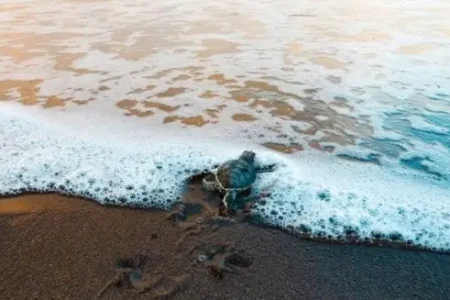 Sea Turtles & Magical Tropical Paradise | Costa Rica