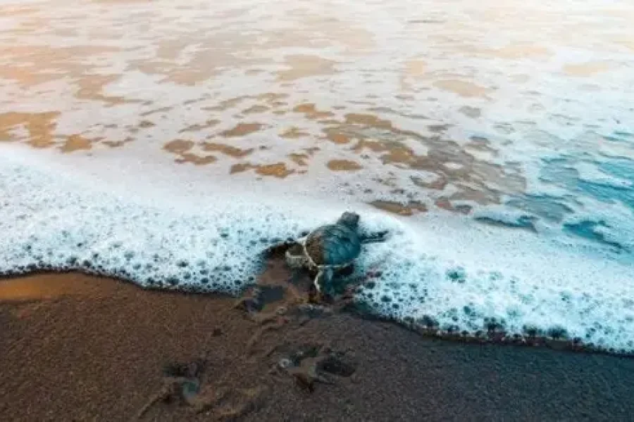 Sea Turtles & Magical Tropical Paradise | Costa Rica