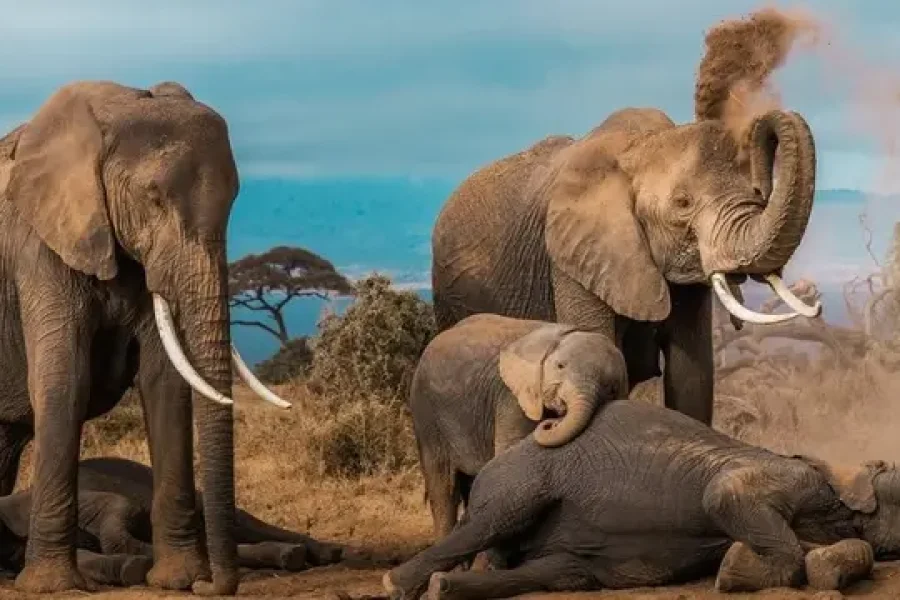 Savannahs, Safaris & Maasai Mara | Kenya