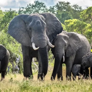 elephants, Kruger National Park, South Africa
