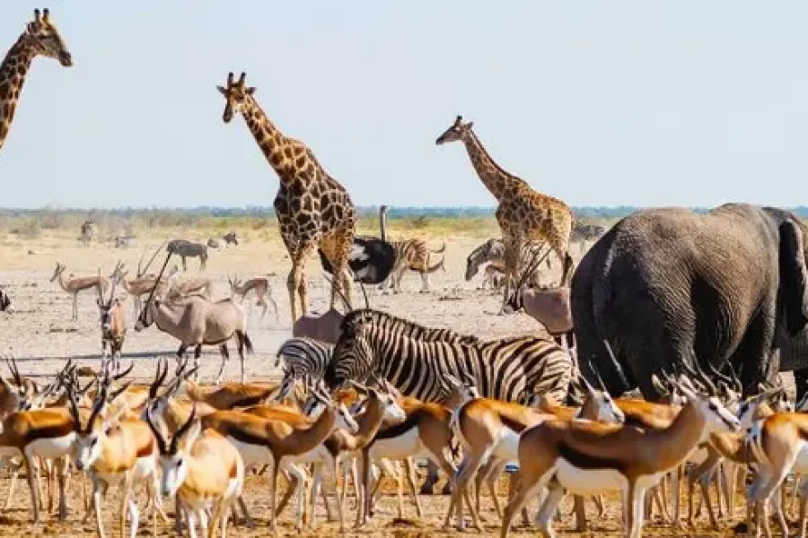 Safari, Sand Dunes & Victoria Falls | Namibia & Zimbabwe