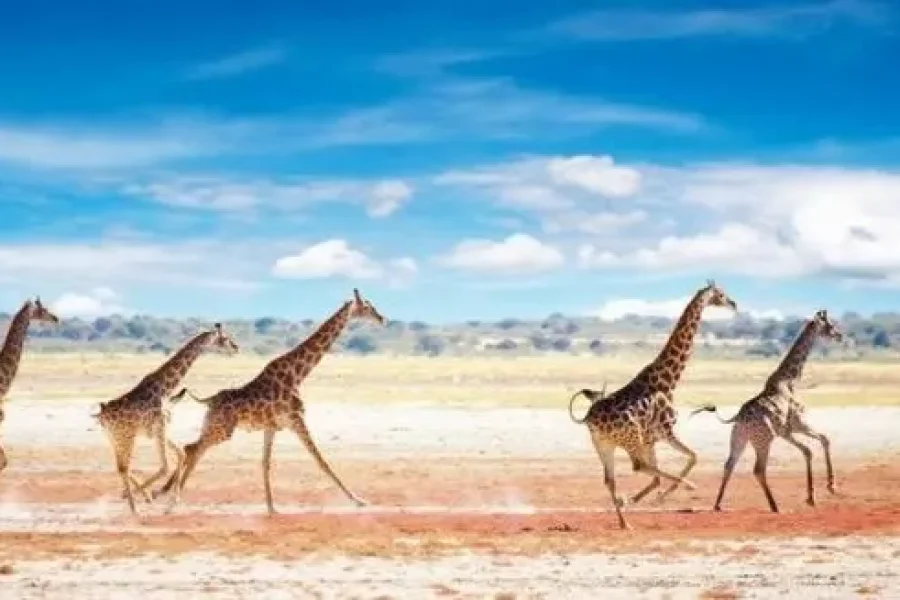 Ultimate Southern Africa |  Zimbabwe, Botswana, South Africa & Namibia