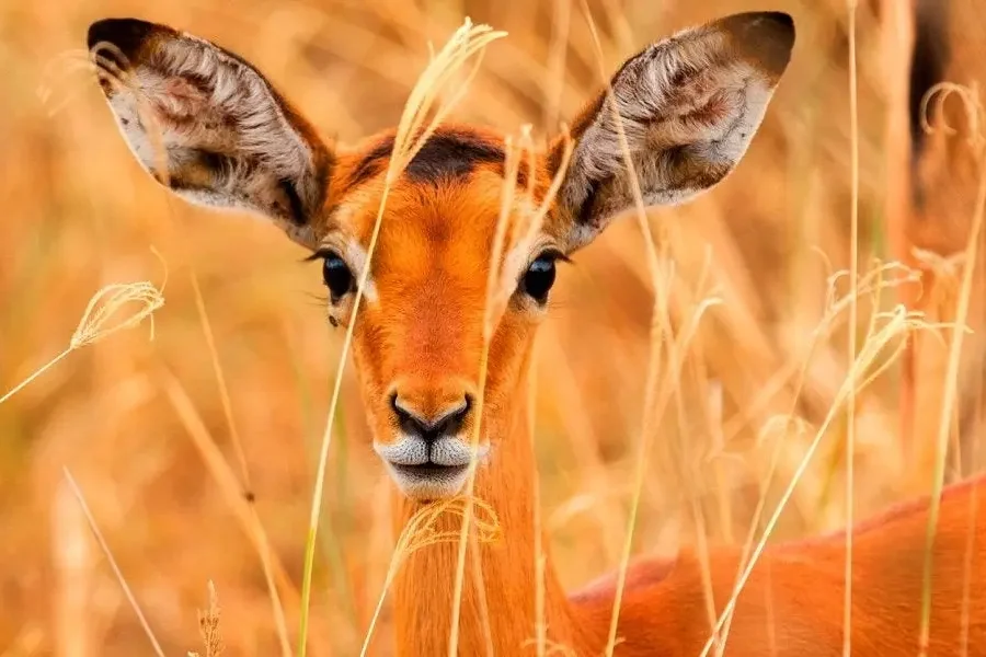 10 Day Kenya Tour: Kenya Safari & Coastal Escape