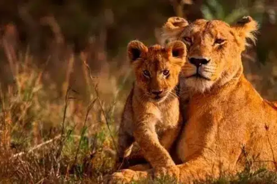 Luxury Safari & All-Inclusive Zanzibar | Kenya & Tanzania