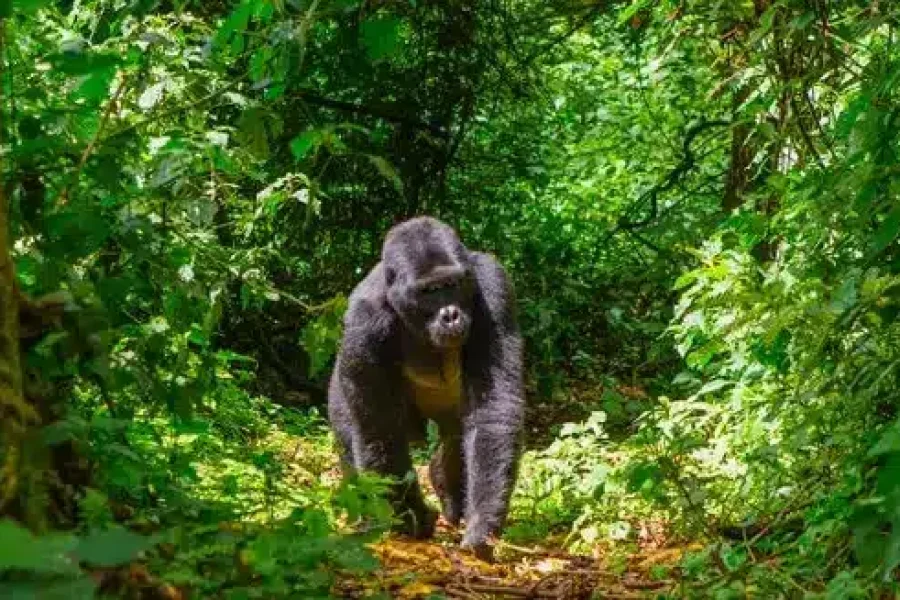 From Maasai Mara to Bwindi: A Wild Escape | Kenya & Uganda