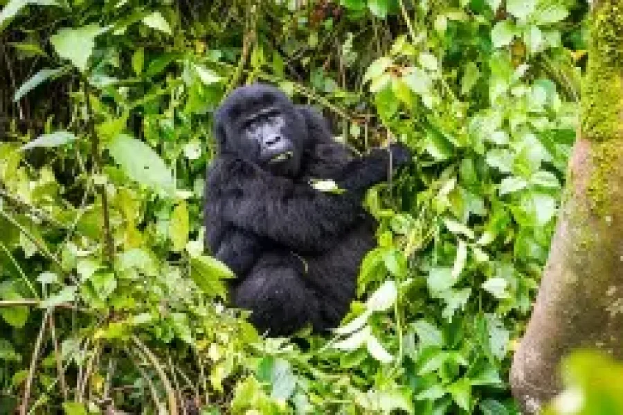 13 Day Uganda and Tanzania Tour : Land of the Primates & All Inc. Zanzibar