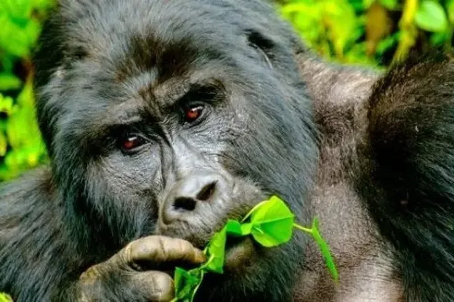 Land of the Primates | Uganda