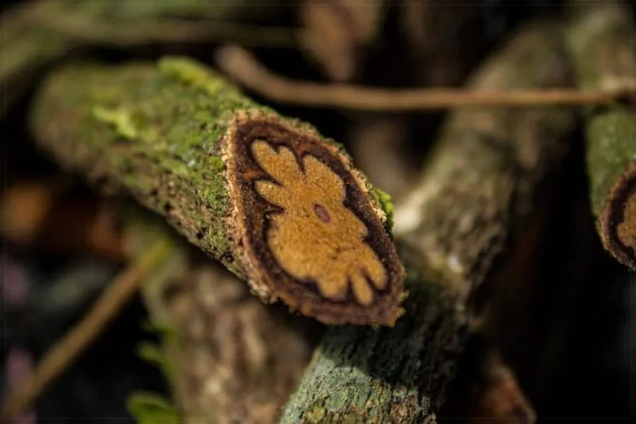 Ayahuasca Three Days – Peru